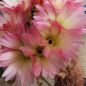 Preview: Notocactus / Parodia rutilans